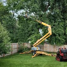 Best Tree Removal Services  in Belvidere, IL